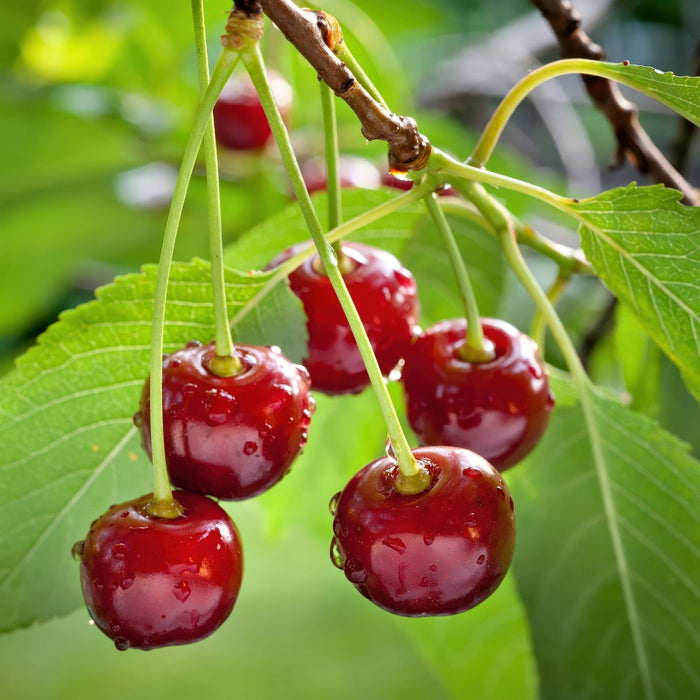 Fruitplant - Kersenboom - Prunus avium Regina  - Rode kers - Pot 21cm Hoogte 90cm
