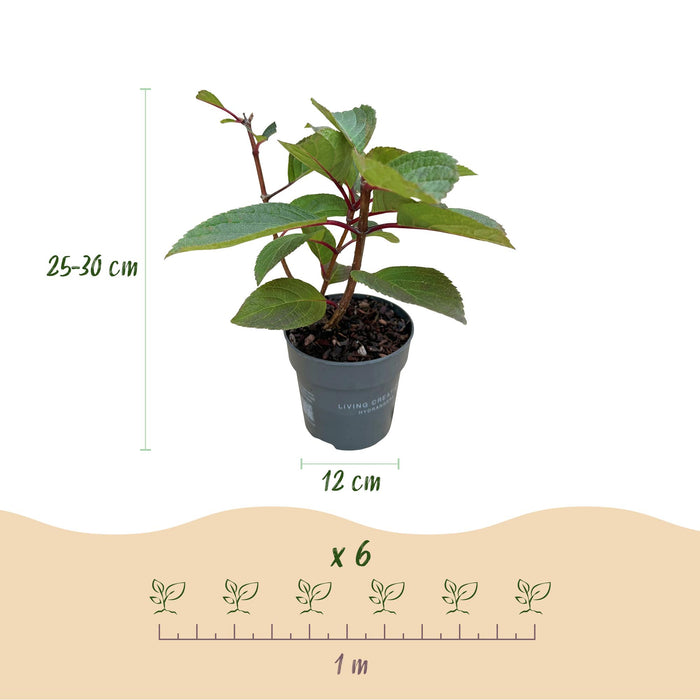 Hydrangea panniculata Living Infinity - Pluimhortensia - Wit - ↕20-30cm - Ø12cm - 3x