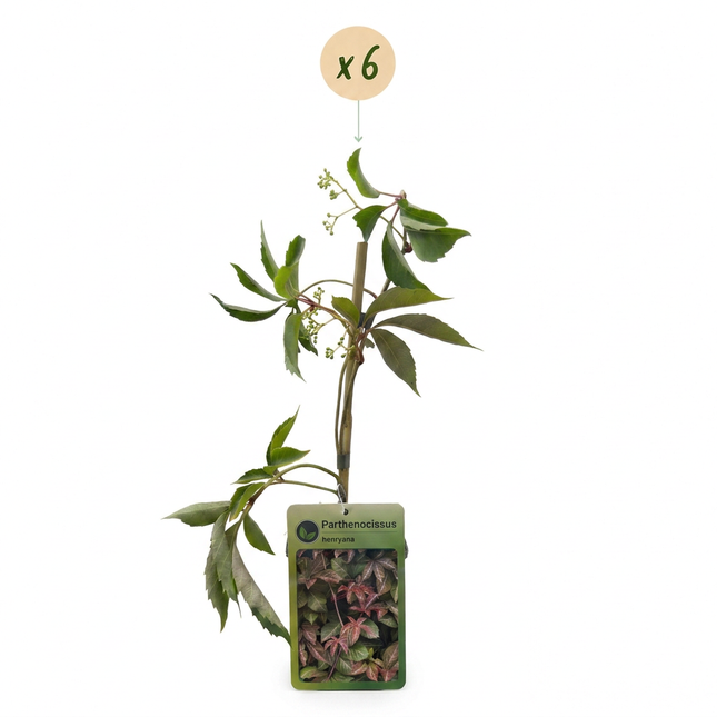 Parthenocissus henryana - Chinese wingerd 6x - Groen - Klimplant - Ø9cm - ↕35cm
