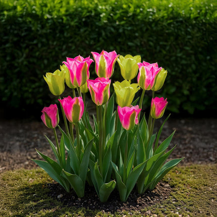 Blomsterløg - Tulipan Jordbær Lemonade - Forskellige Farver - 12 stk. - Løgstørrelse 11/12 - XXL Pakke