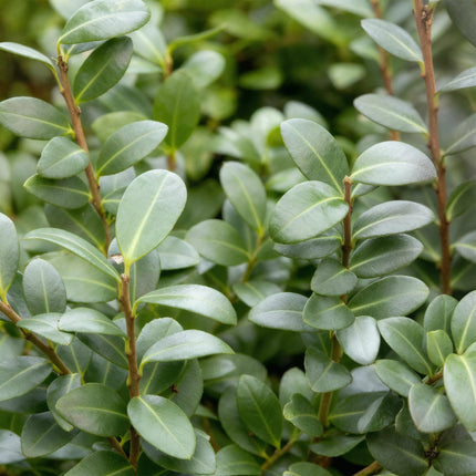 Ilex crenata 'Caroline' dressé - Feuillage vert - 8 plants - 1 mètre linéaire - Pot de 9 cm - Hauteur 25-30 cm