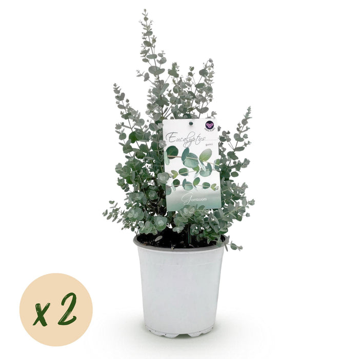 Terrasplant - Eucalyptus boom - Eucalyptus gunni  - Grijs - 2 Planten - Winterhard - Pot 17cm Hoogte 40cm