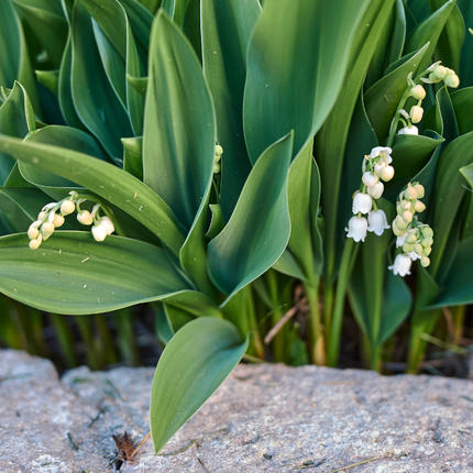Convallaria majalis - Lelietjes van dalen - ↕10-25cm - Ø9cm - 12x
