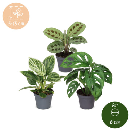 Baby Plants Surprise Box 3x - Verrassingsbox kleine planten - Diversen - Tropisch - Ø6cm - ↕5-15cm