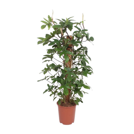 Philodendron Pedatum - ↕130cm - Ø27cm