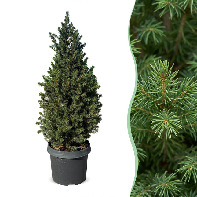 2x Picea glauca Conica - Kegelspar - Groen - Kerstboom - Ø23cm - ↕80cm