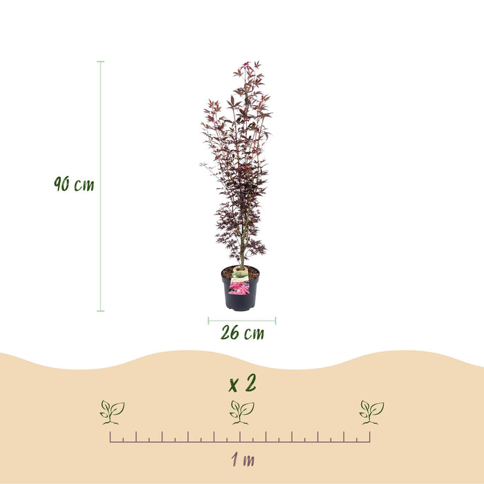 Acer palmatum Atropurpureum - Japanse Esdoorn - Paars - ↕90cm - Ø26cm