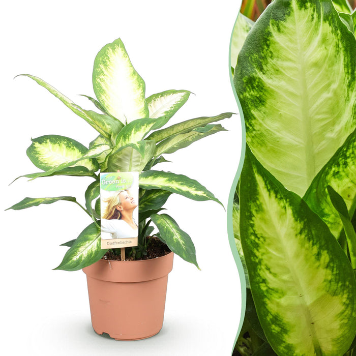 Dieffenbachia Camilla - ↕45-50cm - Ø17cm