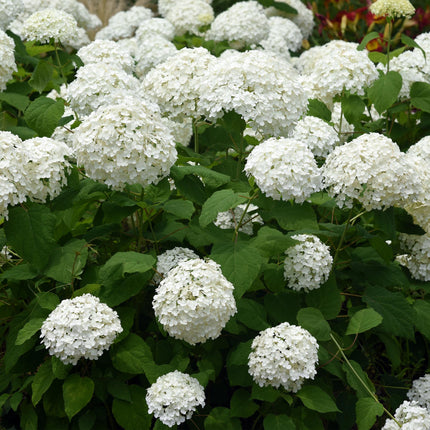 Federhortensie 'Annabelle' (Hydrangea arborescens) – Weiße Blüten – 3 Pflanzen – 1 m² – Laubabwerfend – Große Blüten – Topf: 17 cm, Höhe: 50 cm