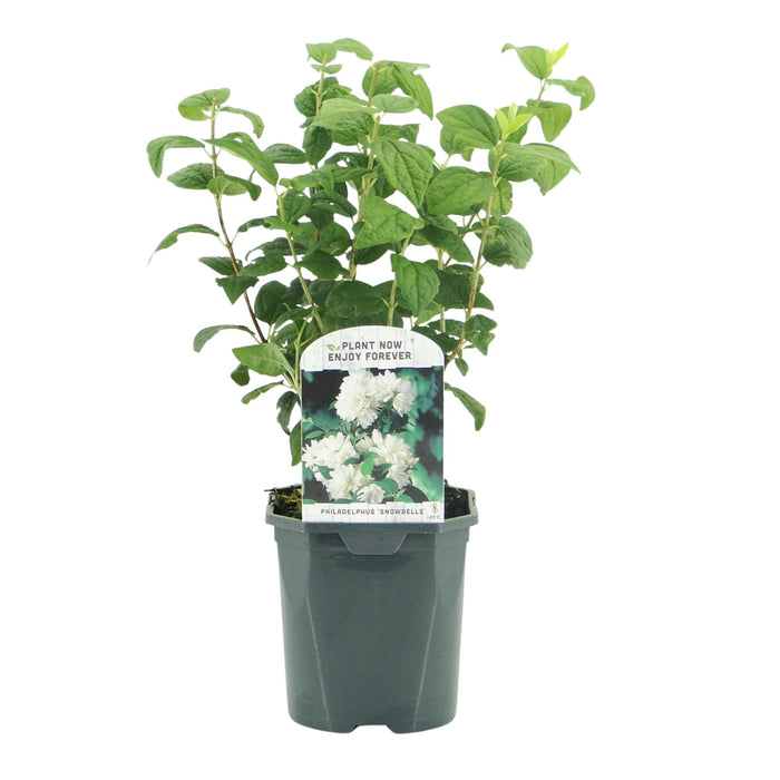Boerenjasmijn -   Philadelphus Snowbelle - Bloem Wit - 1 Plant - Bladverliezend - Weinig Onderhoud - Pot 17cm Hoogte 45cm
