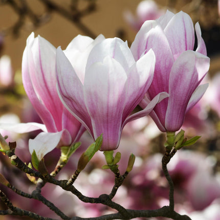 Magnolia soulangeana - Fleur rose - 1 plant - Caduc - Entretien facile - Pot de 12 cm - Hauteur 30 cm