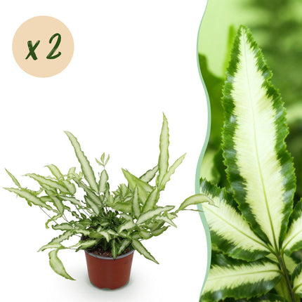 Pteris cretica Albolineata - Helecho cinta - Variegado - ↕25-30cm - Ø12cm - 2x