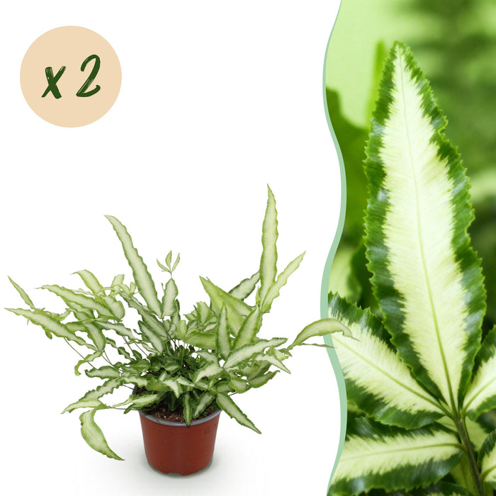 Pteris cretica Albolineata - Lintvaren - Bont - ↕25-30cm - Ø12cm - 2x