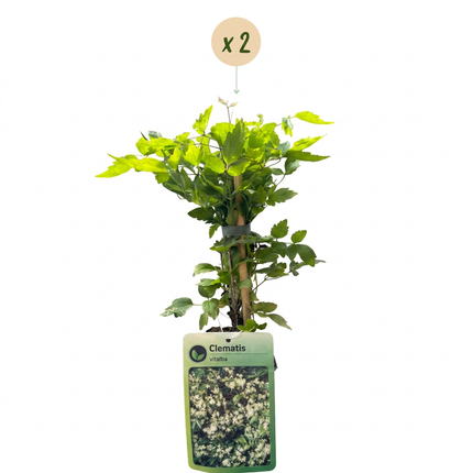 Clematis vitalba - Bosrank 2x - Wit - Klimplant - Ø9cm - ↕35cm