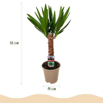 Yucca Elephantipes - ↕55cm - Ø14cm  - 2x
