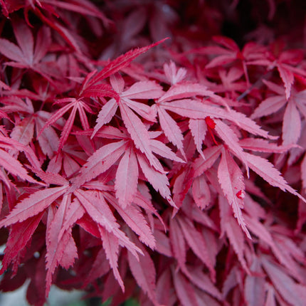 Acer palmatum Skeeters Broom - Japanse Esdoorn - Rood - ↕90cm - Ø26cm