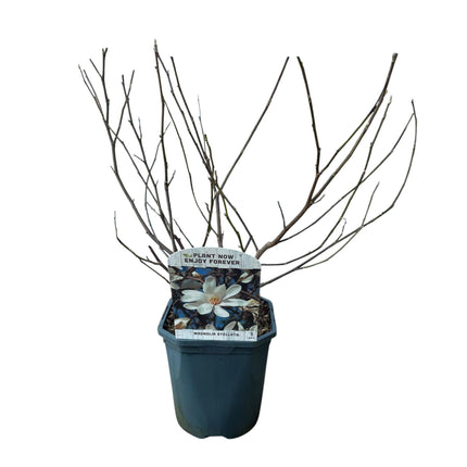 Sternmagnolie (Magnolia stellata) – Weißblühend – 1 Pflanze – Laubabwerfend – Pflegeleicht – Topf: 17 cm, Höhe: 45 cm
