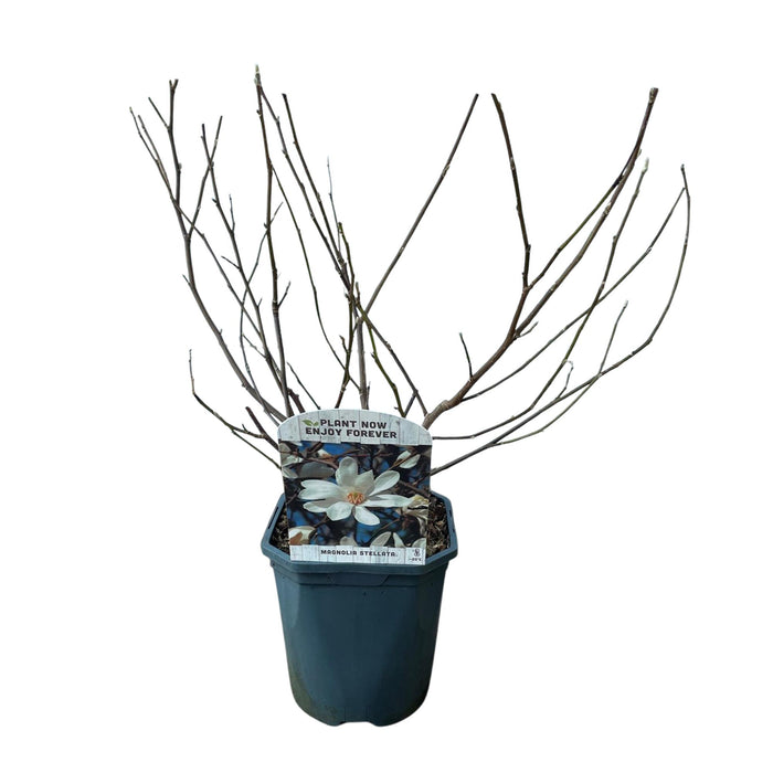 Heesters -  Magnolia Stellata  - Bloem Wit  - 1 Plant - Bladverliezend - Weinig Onderhoud - Pot 17cm Hoogte 45cm