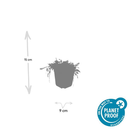 Leptinella Squalida – Kupferknopf – ↕10–25 cm – Ø9 cm – 60 Stück