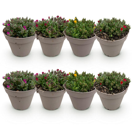 Couvre-sol rustique - Delosperma - Lot de 8 - Coloris : rouge, jaune, violet, rose - Entretien facile - Pot de 14 cm - Hauteur : 17 cm