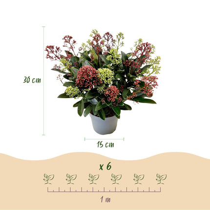 Skimmia japonica Festival - Fleurs blanches et rouges - Plus de 15 fleurs - ↕30 cm - Ø15 cm
