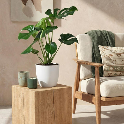 Monstera Deliciosa - Swiss Cheese Plant - with white plant pot - ↕70-80cm - Ø21cm