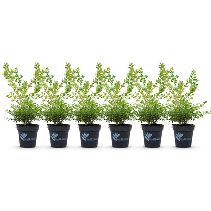 Buxus Haag - BetterBuxus Babylon Beauty - Resistant tegen de Buxus schimmel - 1 strekkende meter - ↕30-35cm - Ø13cm - 6x