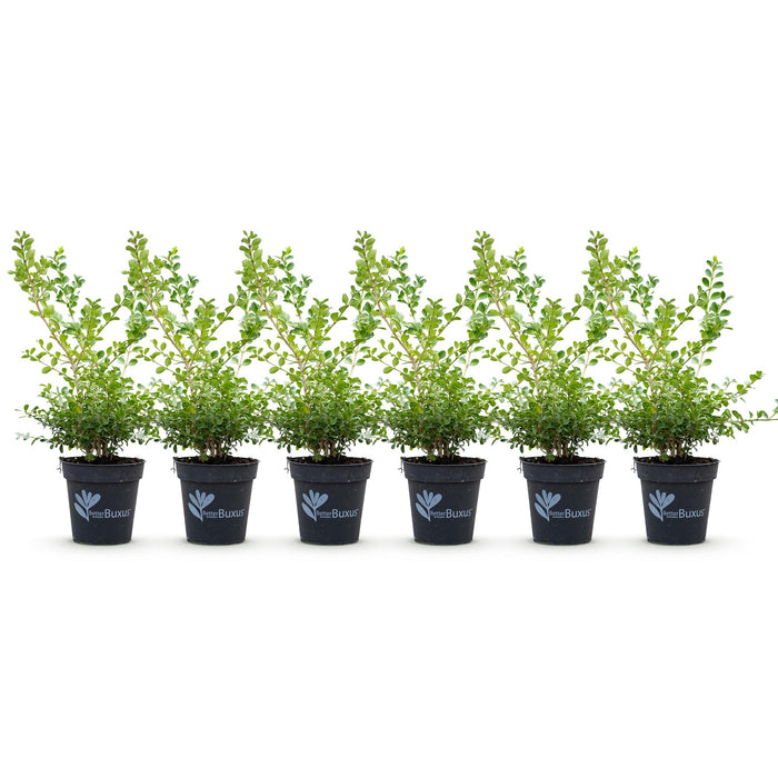 Buxus Haag - BetterBuxus Babylon Beauty - Resistant tegen de Buxus schimmel - 1 strekkende meter - ↕30-35cm - Ø13cm - 6x