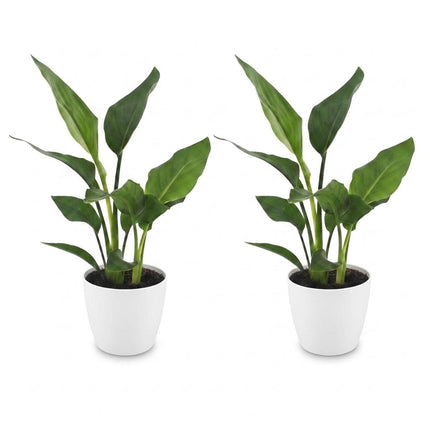 Strelitzia Reginea - Paradijsvogelplant - 2x - met Potter Wit - Pot 12cm - Hoogte - 35cm