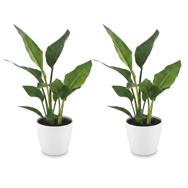 Strelitzia Reginea - Roślina rajskiego ptaka - 2x - z białą ceramiką - Doniczka 12 cm - Wysokość - 35 cm
