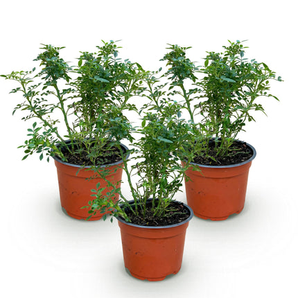 Rosa Cutie Pie - Rose - Hårdfør - Lyserød - 3 planter - 12 cm potte - Højde 20-25 cm