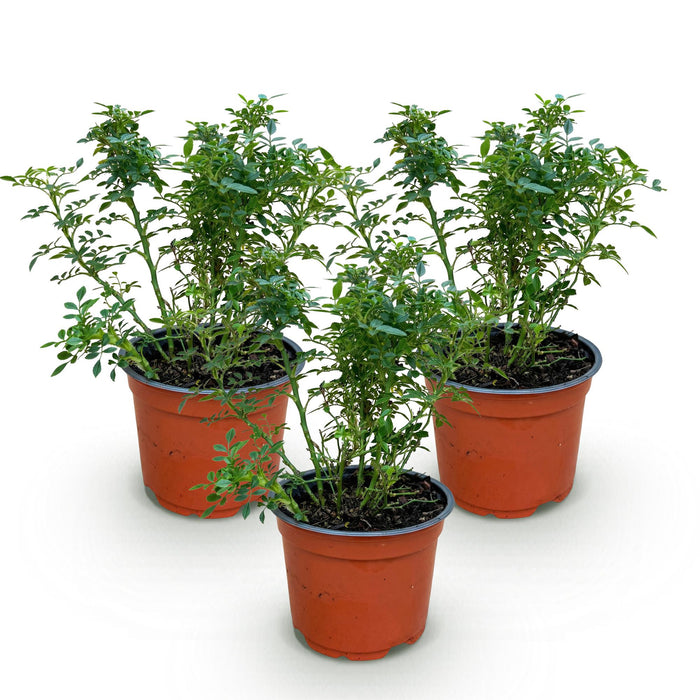 Rosa Cutie Pie - Roos - Winterhard - Roze - 3 Planten - Pot 12cm - Hoogte Hoogte 20-25cm