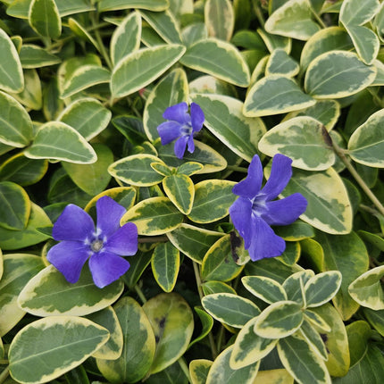 Vinca minor 'Aureovariegata' - Kleine Maagdenpalm - ↕10-25cm - Ø9cm - 24x