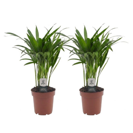 Areca Lutescens - Goudpalm - ↕45cm - Ø12cm - 2x