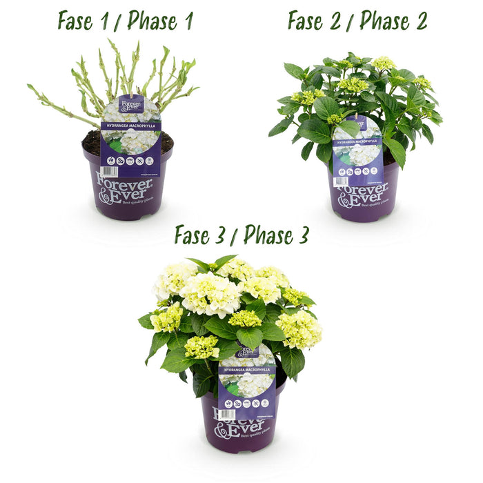 Terrasplant - Hortensia - Hydrangea Forever & Ever - Wit - 7-12 Bloemen - 2 Planten - Pot 23cm Hoogte 55cm