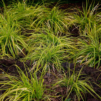 Carex oshimensis Everillo - Sedge - Yellow - ↕50cm - Ø17cm