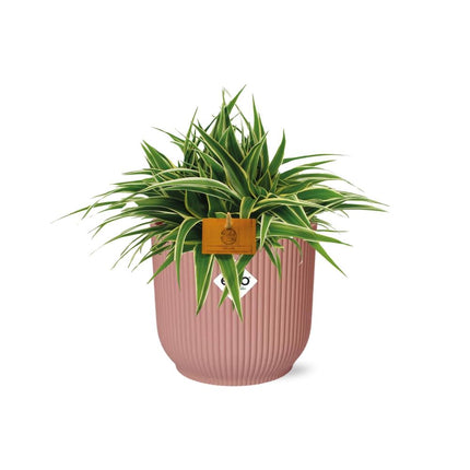 Chlorophytum Ocean – in elho Vibes Fold round zartrosa – ↕10–20 cm – Ø16 cm