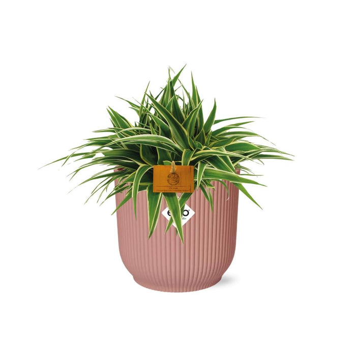 Chlorophytum Ocean - in elho Vibes Fold Ø16cm round delicate pink - ↕10-20cm
