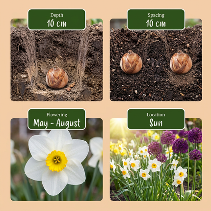 140x Løg Tør Have - Blomsterløg - Tørrede haveløgplanter - Diverse - Sommerblomstrende - Løgstørrelse 10/12