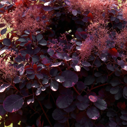 Cotinus coggygria Royal Purple - Pruikenboom - Paars - ↕35cm - Ø12cm - 3x