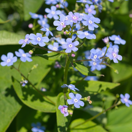 Brunnera macrophylla - Kaukasisch vergeet mij nietje - ↕10-25cm - Ø9cm - 12x