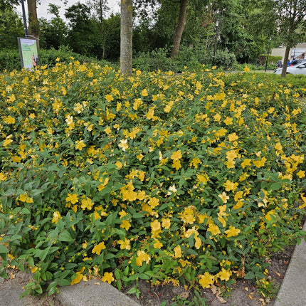 Hypericum 'Hidcote' - ↕10-25cm - Ø9cm - 60x
