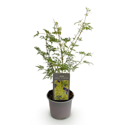 Japansk Ahorn - Acer Palmatum Emerald Lace - Grøn - ↕35cm - Ø12cm