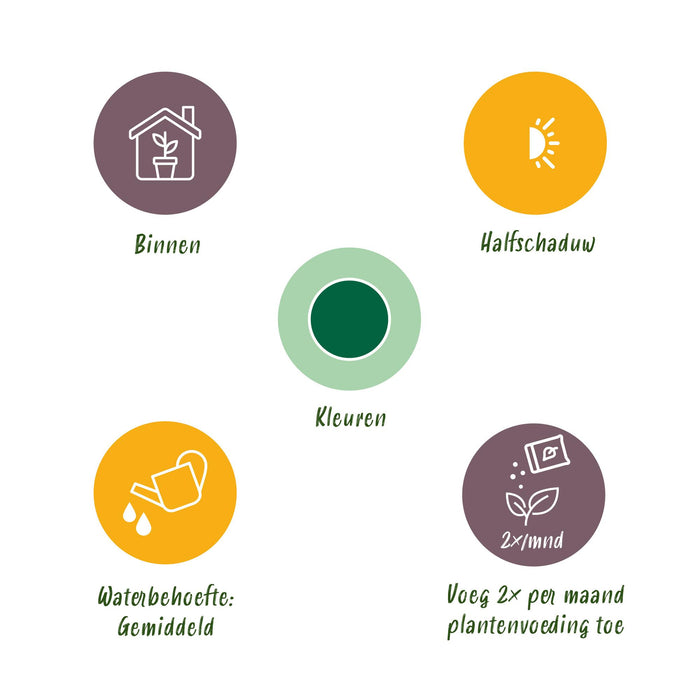 Coffea Arabica - Koffieplant - Wit - ↕15-20cm - Ø12cm