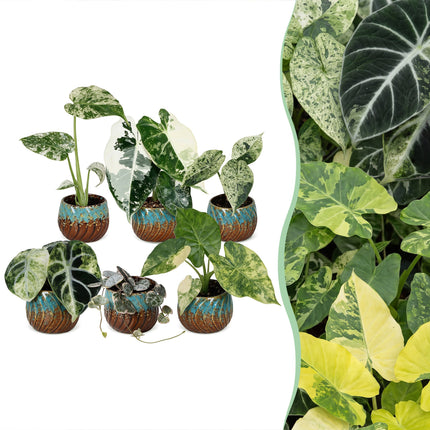 Baby Planten Variegata Mix - Diversen 6x - Tropisch - incl. Copper Reef - Ø6cm - ↕10-15cm