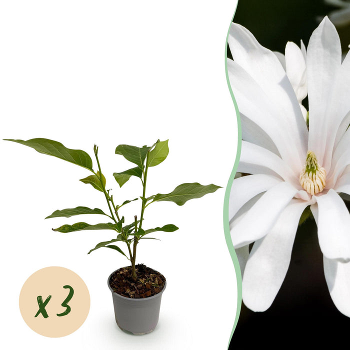 Magnolia stellata Royal Star - Bloem Wit - 3 Planten - Bladverliezend - Weinig Onderhoud - Pot 12cm Hoogte 30cm