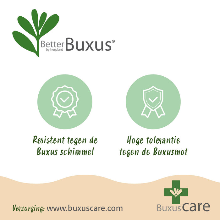 Green boutiQ – Buchsbaumhecke – BetterBuxus Babylon Beauty – Resistent gegen Buchsbaumpilz – 16 Pflanzen – 2 laufende Meter – Topf 9 cm, Höhe 20–25 cm