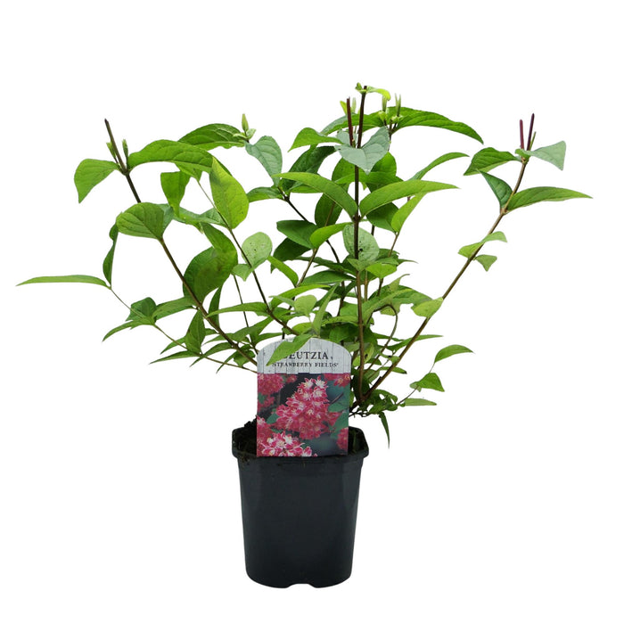 Heesters -  Deutzia hybrida Strawbery Fields - Bloem Roze - 1 Plant - Bladverliezend - Weinig Onderhoud - Pot 17cm Hoogte 45cm