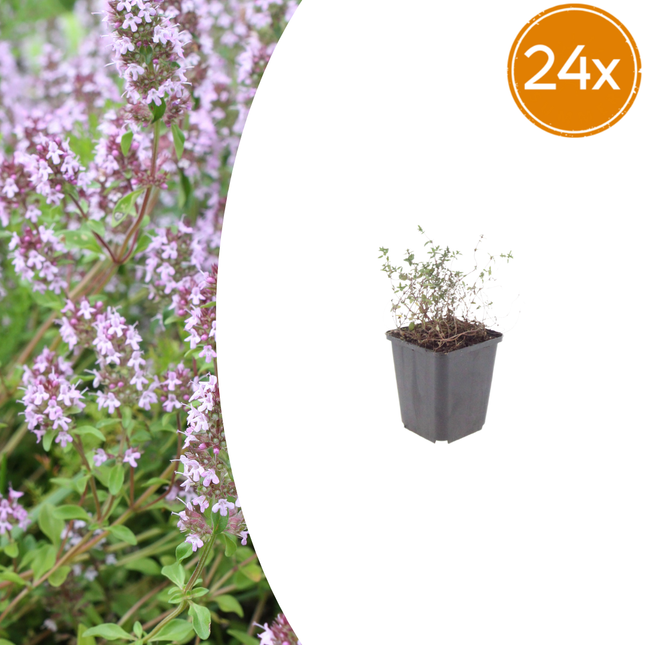 Thymus vulgaris - Echte Tijm - ↕10-25cm - Ø9cm - 24x