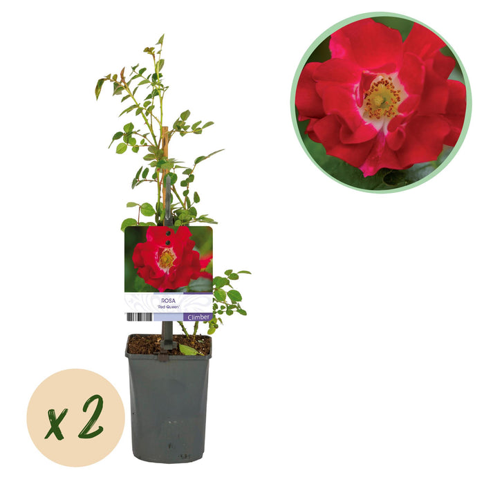 Klimroos - Rosa Red Queen - Bloem Rood - Weinig onderhoud - 2 planten - Pot 11cm Hoogte 40cm